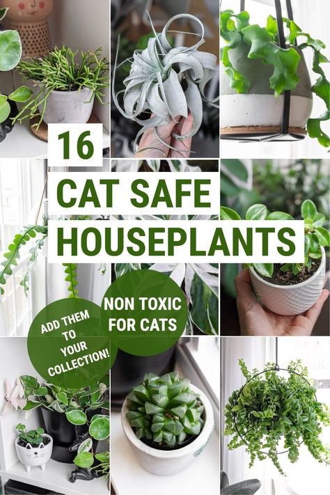 Wondering what house plants are safe to have around your cats? Here are 16 non-toxic plants for cats, including care information! Cat Safe Plants Indoor, Plants For Cats Indoor, Pet Safe House Plants, Cat Friendly Plants Indoor, Large Pet Safe House Plants, Cat Friendly House Plants, Non Toxic Plants For Cats, Indoor Plants Nontoxic To Pets, Plants Safe For Cats