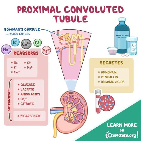 Medical School, Amino Acids, Nursing, Medical, Health