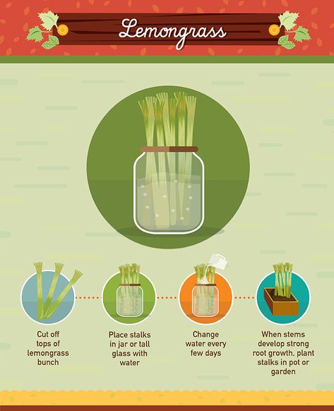 19 Foods You Can Regrow From Scraps #foodwaste Planting From Scraps, Regrow From Scraps, Grow Lemongrass, Carrot Tops, Regrow Vegetables, Pineapple Planting, Grow Avocado, Growing Garlic, Growing Veggies