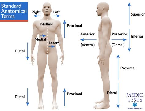 Medical - Basic Anatomy and Physiology #medschool #doctor #medicalstudent - Image Credits: MedicTests.com Medical Supply Storage, Medical School Quotes, Medical Tattoo, Basic Anatomy And Physiology, Medical Laboratory Science, Medical Facts, Nursing School Notes, Human Anatomy And Physiology, Medical Terminology