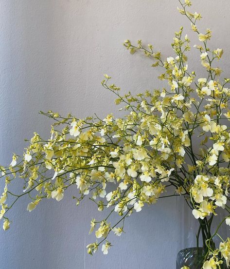 Everything we’ve ever wanted from an oncidium orchid. Orchids For Wedding, Brooklyn Interior, Oncidium Orchid, Oncidium Orchids, Long Stem Flowers, Bouquet Flower, Floral Studio, White Orchids, Clematis