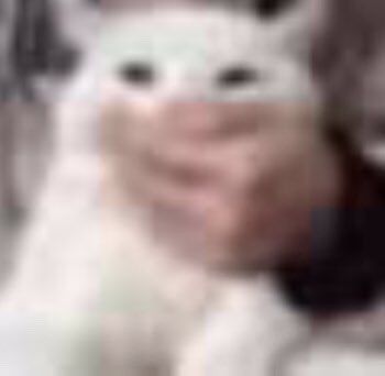 Low Quality Cat Pictures, Wet Cat Reaction Pic, Cursed Cat Photos, Mad Cat Reaction Pic, Disgusted Cat, Animal Reaction Pics, Cat Meme Faces, Cat Goofy, Cursed Cat Pics