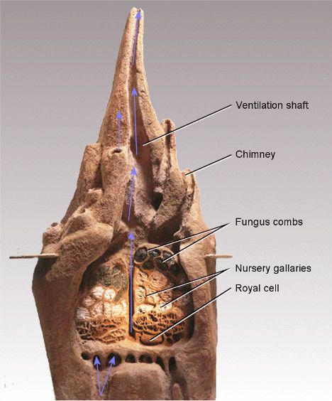 Ever wonder what goes on inside of a termite's nest? Well, I do. Here's a section model I found on a website.  Look at the ventilation shafts.... Biomimicry Architecture, Drywood Termites, Wood Termites, Ant Farms, Termite Control, Genius Loci, Natural Homes, Tree Hugger, Natural Home Remedies