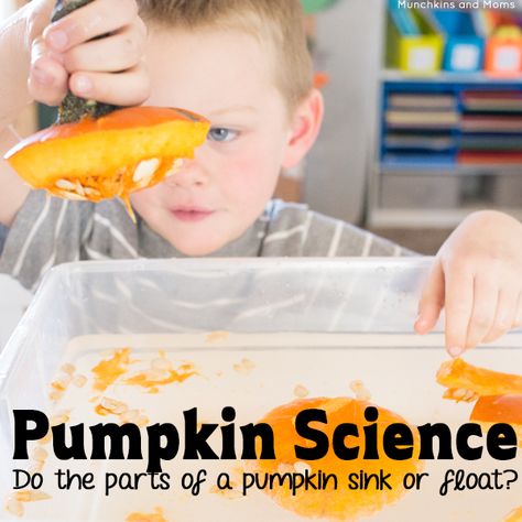 Pumpkin Sink or Float Science - Munchkins and Moms Autumn Activities For Babies, Pumpkin Sink Or Float, Autumn Preschool Activities, Pumpkin Sensory Bin, Pumpkin Activities For Toddlers, Autumn Activities For Toddlers, Fall Toddler Activities, Pumpkin Play, Pumpkin Activities Preschool