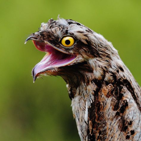 Potoo: The Funniest Looking Bird Ever Great Potoo, Scary Birds, Silly Bird, Weird Birds, Nocturnal Birds, Animal Ideas, Weird Look, Dan Smith, Exotic Bird