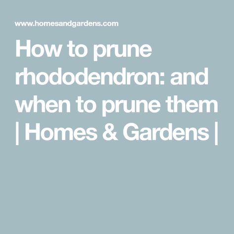 How to prune rhododendron: and when to prune them | Homes & Gardens | Pruning Rhododendrons, Plant Health, Different Plants, Large Plants, Floral Garden, New Growth, Mulch, How To Level Ground, Garden Plants