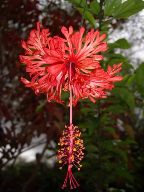 Hibisco-crespo (Hibiscus schizopetalus) Hibiscus Schizopetalus, Strange Flowers, Hibiscus Plant, List Of Flowers, Japanese Lanterns, Flower Plants, Nothing But Flowers, Unusual Plants, Unusual Flowers