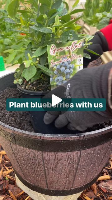 Growing Blueberries In Containers, Blueberry Plants In Pots, Blueberry Plants Gardening, Planting Blueberries, Blueberries In Containers, Gardening Indoors, Growing Blueberries, Blueberry Plant, Garden Corner