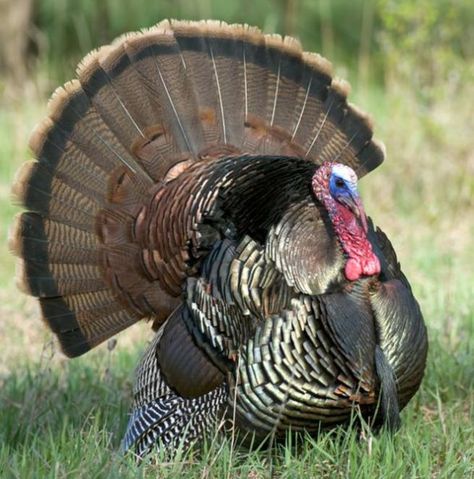 Deer Hunting Tips, Quail Hunting, Turkey Calling, Hunting Life, Hunting Tips, Bird Hunting, Wild Turkey, Turkey Hunting, Archery Hunting