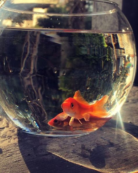 Goldfish Aesthetic, Fashion 2025, Goldfish Bowl, Fish Bowl, Best Funny Videos, Goldfish, Pretty Art, Fish Tank, Fish