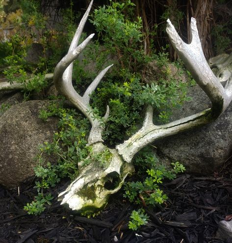 Bones In Forest, Liamcore Aesthetic, Deer Skull Aesthetic, Antlers Aesthetic, Feralcore Aesthetic, Animal Bones Aesthetic, Vulture Culture Aesthetic, Starflesh Core Aesthetic, Animal Remains