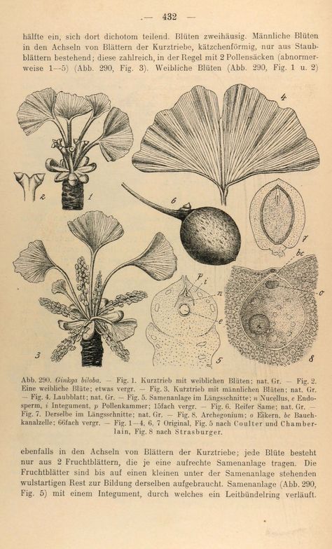 Tree Scientific Illustration, Ginkgo Biloba Illustration, Scientific Illustration Botanical, Leaf Anatomy, Botanical Anatomy, Ginkgo Art, Flower Anatomy, Botanical Sketches, Botany Illustration