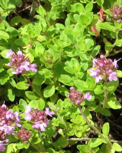 Thyme Plant, Thyme Flower, Wild Thyme, Ground Covering, Flower Close Up, Perfect Plants, Nature Garden, Pink Blossom, Garden Boxes