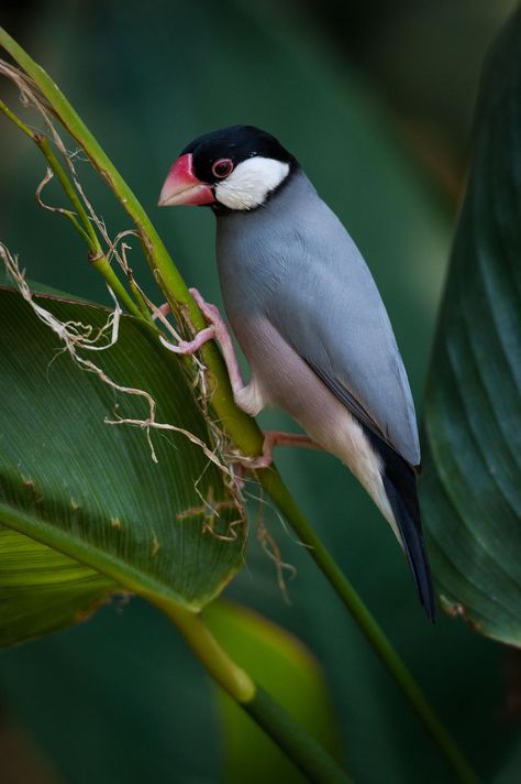 Java Sparrow by Zik Teo on 500px Java Finch, Java Sparrow, Puffins Bird, Most Beautiful Birds, Most Beautiful Animals, Funny Birds, Colorful Animals, Exotic Birds, Tropical Birds