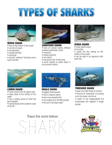 Download and learn about sharks.  Trace the "Shark" word! Shark Presentation Ideas, Shark Lesson Plans Preschool, Marine Ecology, Shark Project, Shark Information, Oceanography Marine Biology, Shark Books, Shark Names, Zebra Shark