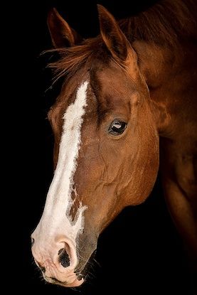 Horse Portrait, Beautiful Horses, D Ring, An Artist, Original Image, Print On Canvas, Giclee Print, Horses, Canvas Prints