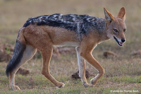 Black Back Jackal, Jackal Animal, Black Backed Jackal, Wolf Poses, Mystical Animals, Wildlife Paintings, Bad Dog, Wild Dogs, African Wildlife