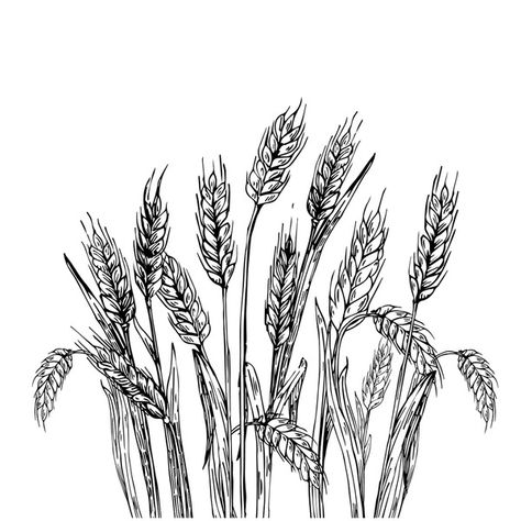 Hand drawn vector illustration of wheat. Isolated on white background. Wheat Field Illustration, Wheat Pictures, Corn Field Drawing, Agriculture Drawing, Wheat Illustration, Wheat Drawing, Wheat Art, Angel Sketch, Hand Drawn Vector Illustrations