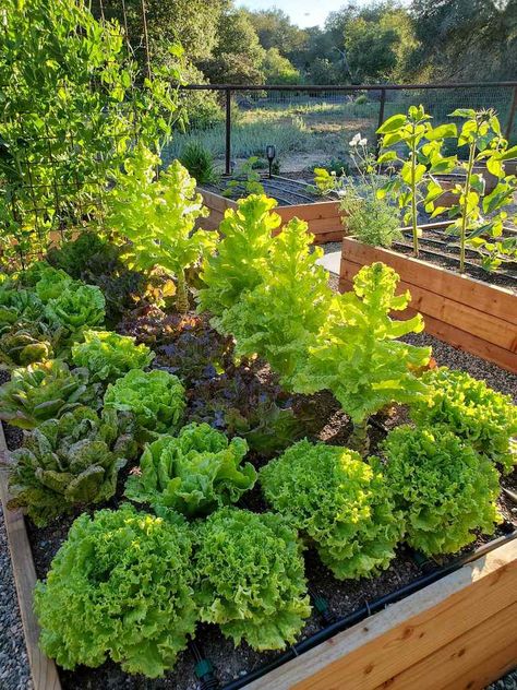 Growing Lettuce Raised Beds, Lettuce Covers Garden, Lettuce Box Garden, Lettuce Raised Bed, Lettuce Garden Beds, Lettuce Table Diy, Lettuce Growing Ideas, Homestead And Chill, Lettuce Beds Gardens