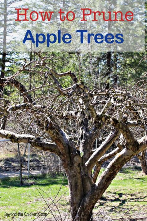 Tips and tricks on pruning apple trees. Pruning helps promote a healthy apple harvest in the fall. Pruning Apple Trees When, How To Trim Apple Trees, Pruning Apple Trees Branches, How To Prune Apple Trees, Prune Apple Tree, Apple Tree Pruning, Pruning Peach Trees, Planting Apple Trees, Growing Apple Trees