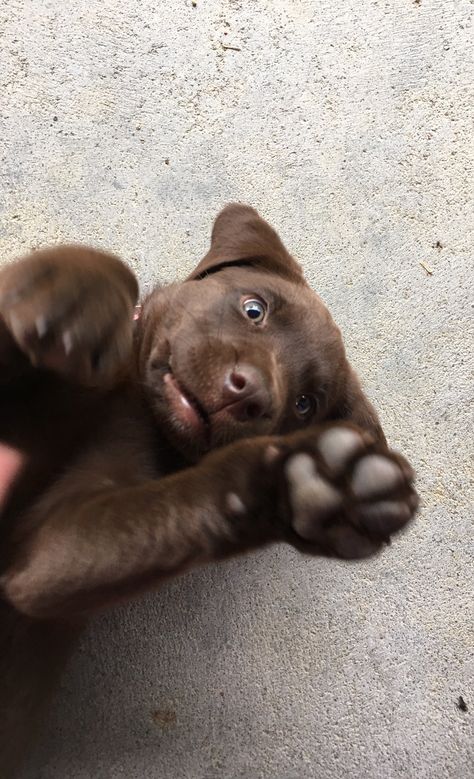 Emma Animal, Chocolate Labs, Lab Puppy, Lab Puppies, Pretty Animals, Chocolate Lab, Cute Dogs And Puppies, Cute Animal Photos, Jolie Photo