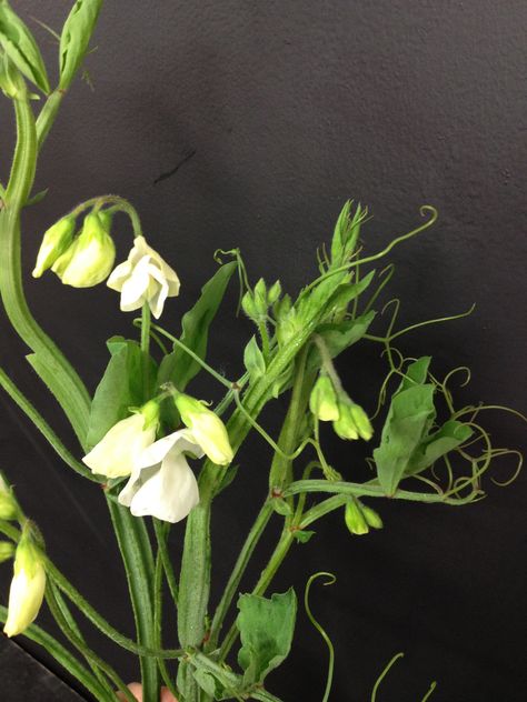 Sweet pea tendrils Sweat Pea Drawing, Sweet Pea Wall, Flowers Sweet Pea, Lavender Sweet Pea, Pea Tendrils, Sweet Pea Tendrils, Clevedon Hall, English Flowers, Wedding Boards