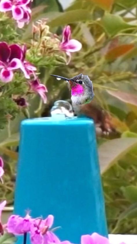 Robbie and Gary Gardening Easy | Hummingbirds bathing together on Easy to set up Fun Birdbath Fountain. They come in pairs, No Solar, no sun no AC needed. Completely… | Instagram Diy Hummingbird Fountain, Bathing Together, Hummingbird Fountain, Birdbath Fountain, Baby Hummingbirds, Hummingbirds Photography, Bird Bath Fountain, Cat Fountain, Drinking Fountain