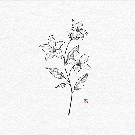 Japanese Jasmine Flower Tattoo, White Jasmine Tattoo, Small Jasmine Tattoo, Jasmine Doodle Flower, Star Jasmine Drawing, Simple Jasmine Flower Tattoo, Jonquil Flower Drawing, Arabian Jasmine Tattoo, Yellow Jessamine Tattoo