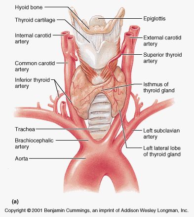 Anatomy of the thyroid gland Thyroid Gland Drawing, Thyroid Gland Anatomy, Medical Physics, Drawing Subjects, Subclavian Artery, Medical Sonography, Diagnostic Medical Sonography, Carotid Artery, Graves Disease