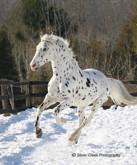 White horse with black spots Spotted Horse, Leopard Appaloosa, Horse Running, Cai Sălbatici, Rasy Koni, Appaloosa Horse, Most Beautiful Horses, Appaloosa Horses, Majestic Horse