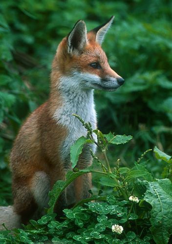 Young Fox, Fantastic Fox, Fabulous Fox, Amazing Animal Pictures, Fox Pictures, Wild Dogs, Cute Fox, Red Fox, Sweet Animals