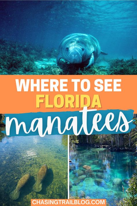 Three images of manatees in Florida in crystal-clear water, with an orange, blue, and white banner across the middle that reads, "where to see Florida manatees" Manatees In Florida, Swim With Manatees, Swimming With Manatees, Manatee Florida, Clear Blue Water, Manatees, Sunshine State, Florida Travel, Florida Keys