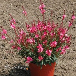 Gaura Plant, Whirling Butterflies, Obedient Plant, Alchemilla Mollis, Passion Vine, Plantain Lily, Honeysuckle Vine, Peruvian Lilies, Globe Amaranth