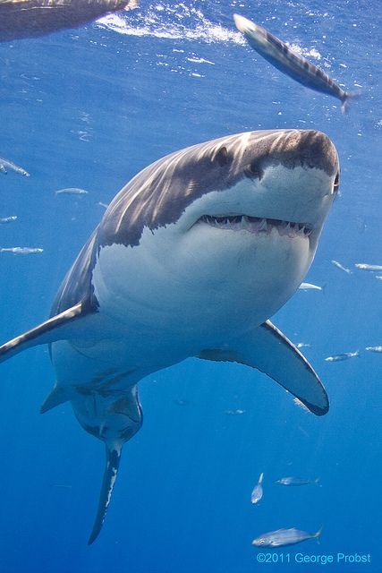 Save The Sharks, Shark Pictures, Fauna Marina, Shark Swimming, Underwater Creatures, White Sharks, Great White Shark, Great White, Marine Animals