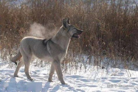 Langqing Dog, Japanese Wolf Blue, Japanese German Shepherd, Japanese Wolf Green, Wolf Gray, Wolf Green Japanese Wolf, Dog Japanese, Green Wolf, Rare Dogs, Gray Wolf, Dog Sketch, Very Cute Dogs, Water Dog, Sketch Ideas