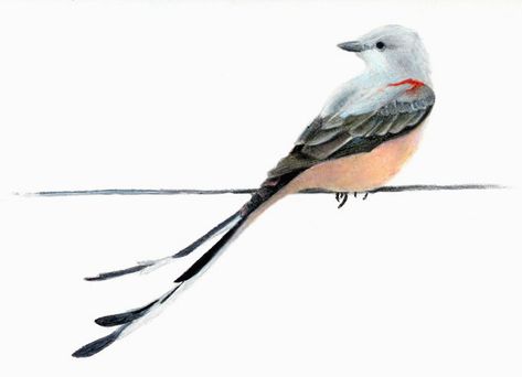 scissortail 12 Bird On Telephone Wire, Scissor Tailed Flycatcher Tattoo, Scissortail Tattoo, Scissor Tailed Flycatcher, Scissortail Flycatcher, Windmill Art, American Birds, Flycatchers, Paintings Easy