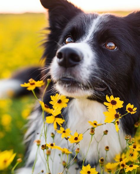 Looking up this Friday🌻 Suggest a unique hashtag❣️ ➖➖➖➖➖➖➖➖➖➖➖➖➖➖➖➖➖ credit: @bordercolliedraco 📷 ➖➖➖➖➖➖➖➖➖➖➖➖➖➖➖➖➖ ⭐ To feature your… Short Haired Border Collie, All Black Border Collie, Tri Colour Border Collie, Dog Photoshoot Pet Photography, Tri Colored Border Collie, Border Collie Black And White, Beautiful Pets, Border Collie Brown And White, Pet Things