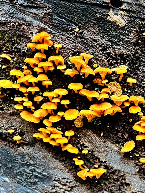 small yellow-orange mushrooms found on a decaying log in an oregon forest / photo taken by Gwenyth Fisk Painting Foliage, Oregon Forest, Yellow Mushroom, Orange Mushroom, Mushroom Pictures, Yellow Plants, Forest Photos, Character Aesthetics, Fantasy Forest