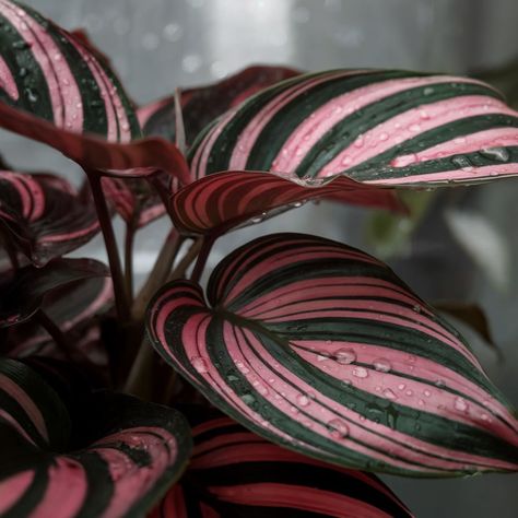 Stripes on stripes on stripes! 💖 Calathea ornata, aka the Pinstripe plant, showing off its stunning patterns. These beauty queens can be divas, but they’re worth it! 👑 Calathea care cheat sheet: 🔸 High humidity 🔸 Distilled water only 🔸 No direct sun 🔸 Consistent moisture Double tap if you’re a proud Calathea parent! And tell me, which Calathea variety is on your wishlist? 🌿✨ #CalatheaCare #PinstripePlant #PlantcloseUp Pinstripe Plant, Calathea Ornata, Distilled Water, Cheat Sheet, Beauty Queens, Double Tap, Worth It, Tell Me, Close Up