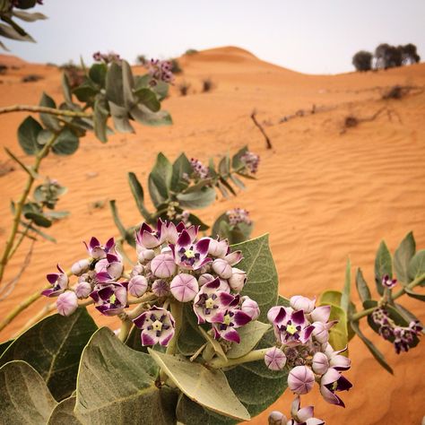 Desert Flowers, RAK, UAE Middle Eastern Flowers, Indian Desert Aesthetic, Desert Flowers Aesthetic, Uae Desert, Desert Flower Aesthetic, Dubai Flower Garden, Flowers In The Desert, Desert Flower Book, Egyptian Desserts