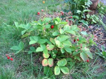 Alpine strawberry care Strawberries Garden, Herbs Image, Alpine Strawberries, Aronia Berries, Pruning Fruit Trees, Plants Uk, Strawberry Garden, Wild Strawberry, Tree Pruning