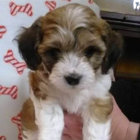 Cavachon Puppies For Sale • Adopt Your Puppy Today • Infinity Pups Small Puppy Breeds, Small Dogs For Sale, Cavachon Dog, Cavapoo Puppies For Sale, Cavachon Puppies, Cute Puppies And Kittens, Cavapoo Puppies, Dogs Breeds, Dogs For Sale