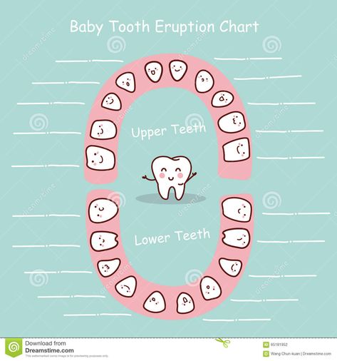 Teeth Eruption Chart, Baby Teething Chart, Baby Tooth Chart, Teeth Chart, Teething Chart, Teeth Eruption, Baby Chart, Tooth Cartoon, Tooth Chart