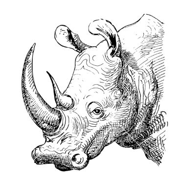 Animal Sketches Easy, Sketch Black And White, Rhino Art, Animal Line Drawings, Animal Outline, Pencil Drawings Of Animals, Cute Sketches, White Drawing, Antique Illustration