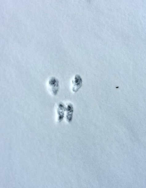 Rabbit tracks in the snow Animals Tracks, Animal Tracks In Snow, Snow Tracks, Rabbit Tracks, Outdoor Science, Outdoor Water Activities, Easy Stem, Outdoor Learning Activities, Stem Projects For Kids