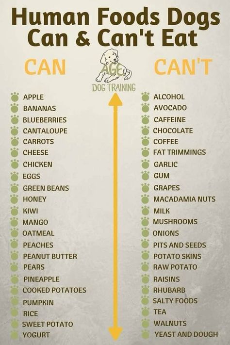 List of food you do and don’t feed a dog. Human Food For Dogs, Foods Dogs Can Eat, Dog Remedies, Healthy Dog Treats Homemade, Cesar Millan, Dog Treats Homemade Recipes, Healthy Dog Food Recipes, Human Food, Dog Care Tips