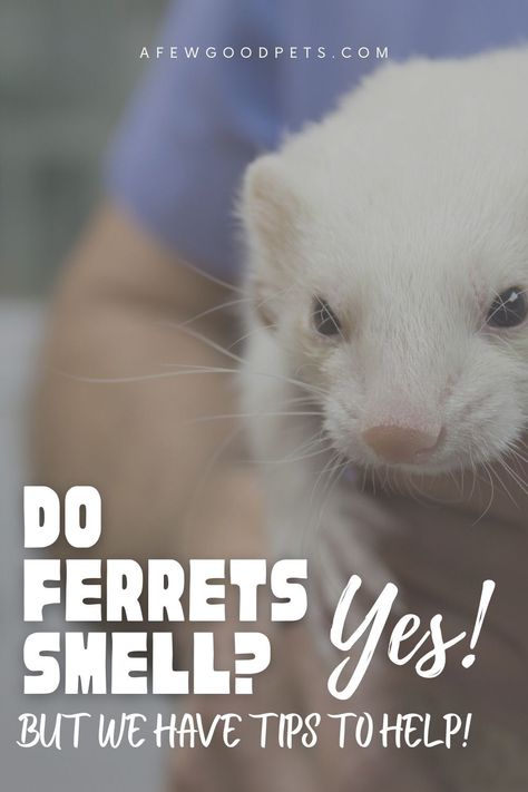 Getting your ferret spayed/neutered will reduce the intensity of this smell, but the overall cause is due to oils in their skin. Keeping your ferret’s cage, bedding, litter box, and toys clean will also greatly reduce your ferret’s aroma. Ferrets have a unique musky scent that is singular to only ferrets. If you get a ferret for a pet, you can guarantee your ferret will be a little musky smelling. #ferrets #baby #care #muskyscent #cage #afewgoodpets Pet Ferret Cage, How To Make Toothpaste, Shampoo Advertising, Ferret Toys, Ferret Cage, Exotic Pet, A Ferret, Pet Ferret, Cleaning Toys