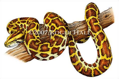 Burmese Python Tattoo, Python Drawing, Snake Sketch, Reptile Art, Burmese Python, Snake Drawing, Color Pencil Sketch, Realistic Illustration, Horse Artwork