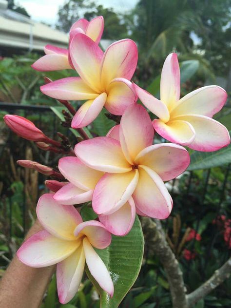 Plumeria 'Red Sukon' Kalachuchi Tattoo, Fiori Frangipani, Flowers Plumeria, Red Frangipani, Clay Plumeria Flower, Chocoflan Recipe, Plumeria Rubra Tree, Fav Flower, Plumeria Flowers