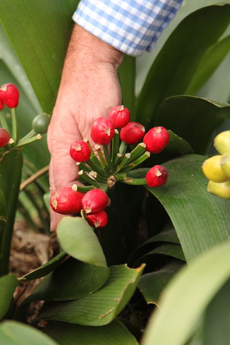 Learn how to grow clivias from seed on video. Growing Clivias From Seed, How To Grow Clivias From Seeds, Garden Diy, How To Grow, Gardening Tips, Diy Garden, To Grow, Projects To Try, Seeds